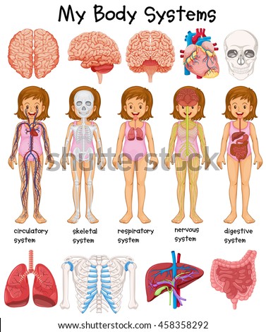 Human body systems diagram illustration