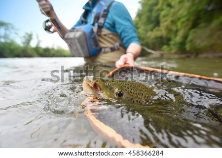 Closeup of brown trout being caught by flyfisherman Royalty-Free Stock Photo #458366284
