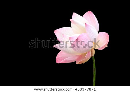 Beautiful pink lotus flower isolated on black background. Saved with clipping path (Lotus used to worship)