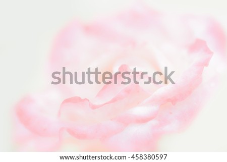 Soft focus.Beautiful rose flower blurred background.