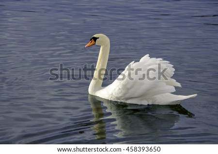 Swan Bird - Swimming - Relaxing backgrund