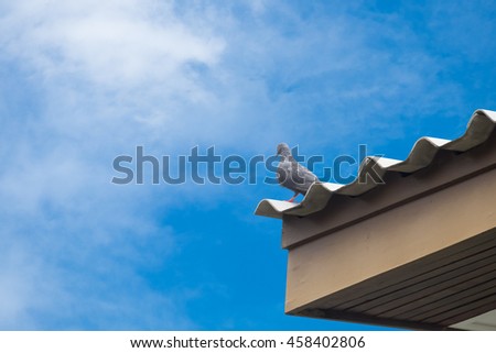 dove or bird stand alone on the top of tile roof in perk view with bright blue sky and clouds background.
