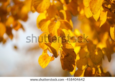 Autumn yellow leaves of poplar. Defocused picture