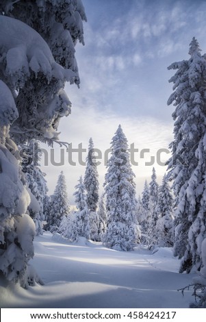New Year tree in wild forest in December January February Russian severe winter