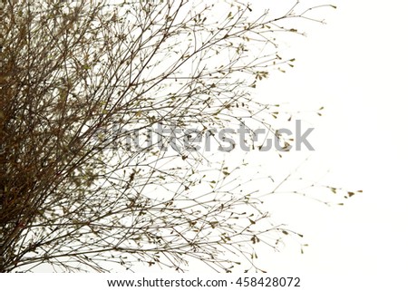 Brown flowers grass on white background