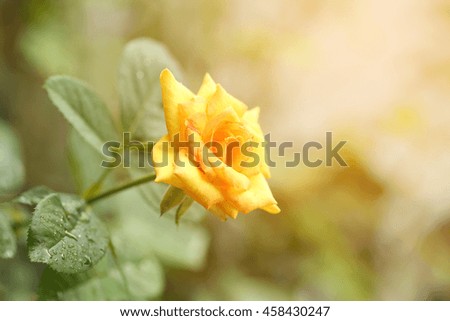 single yellow rose 
