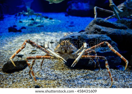 Alaska crab in aquarium.