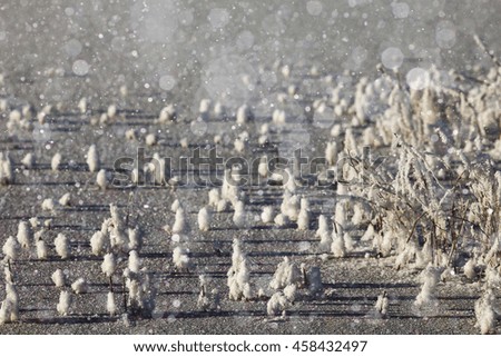 black white winter frost nature background