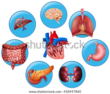 Diagram showing different human parts illustration