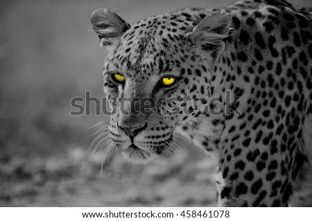 Portrait of a leopard in the Namibian desert with intense yellow eyes Royalty-Free Stock Photo #458461078