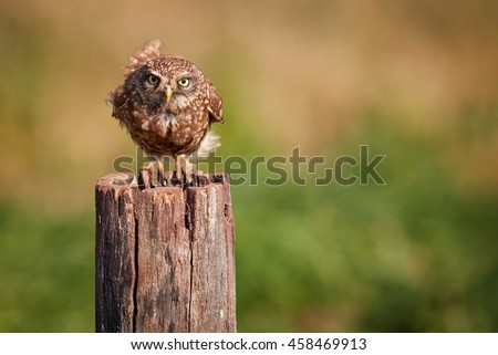Close-up,isolated, wild adult Little owl, Athene noctua, perched on old trunk, staring directly at camera against colorful grassland in background. Front view, Hungary, Europe.  