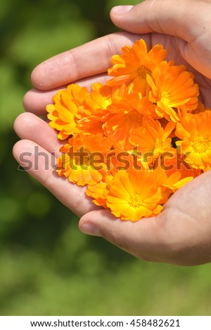 Orange marigold flowers in human hands. Healing herbs. Plucked petals of calendula