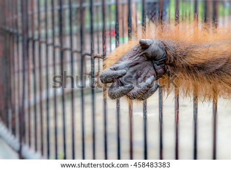 Orangutan hand protruding enclosure.