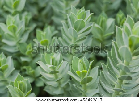 Green leaves of ornamental flowers. - Stock image.