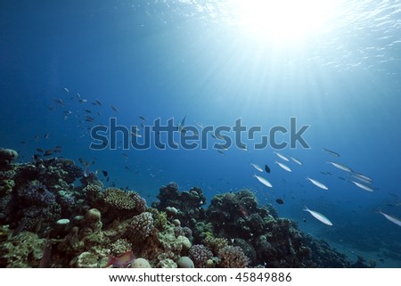 Ocean, reef and fish