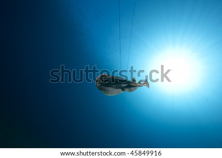 leopard torpedo ray and ocean