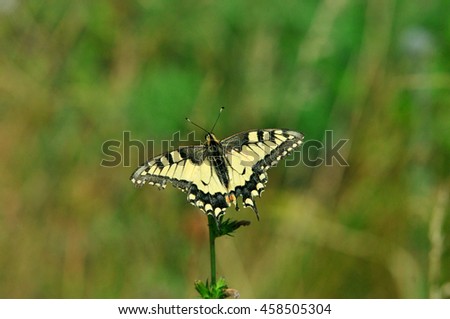 Swallowtail butterfly, Old World swallowtail. Swallowtail butterfly is drinking nectar from a clover flower.