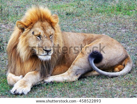 Lion close up by Tanzania Serengeti National Park 