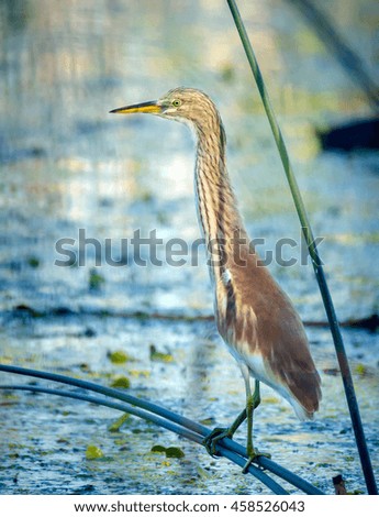 Red heron perched on reed in a swamp