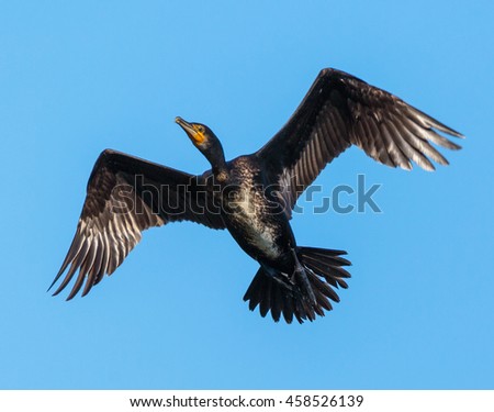 Great Cormorant (Phalacrocorax carbo) in flight against blue sky