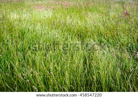 Flowering grassess rural nature background_1 in summer nature background, UK