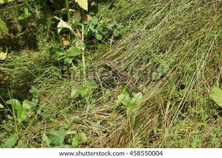 Green lizard hiding in the grass