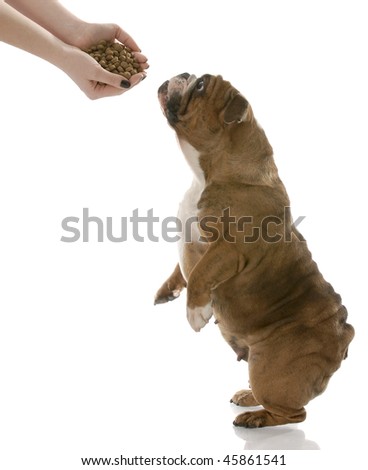 english bulldog stretching up to get a hand full of dog food