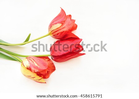 red tulips isolated on white. background with flowers 