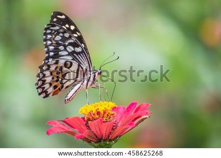Butterfly perched on a flower naturally.