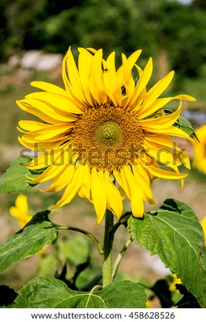 blooming sunflower in the morning