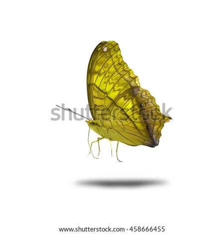 Beautiful butterfly , the Clipper Butterfly in fancy color profile isolated on white background