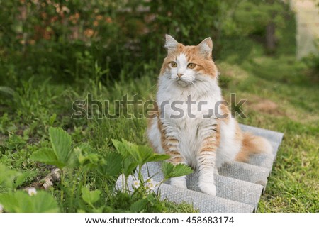 Red-haired cat with a white breast sitting on green grass