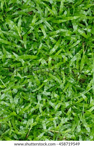 green grass turf in garden, natural eco background