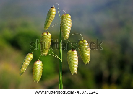 This is Briza maxima, the Greater Quaking-grass, from the family Poaceae Royalty-Free Stock Photo #458751241