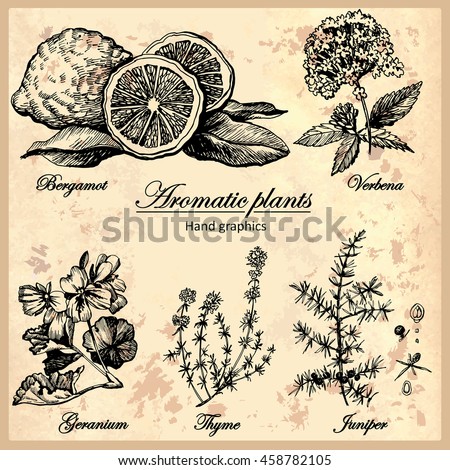 Vintage graphic set of aromatic plants.Set of graphic images. Illustration for greeting cards, invitations, and other printing projects.