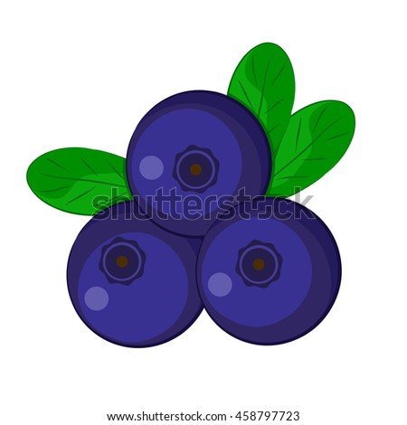 Blueberries, vector illustration, isolated on a white background