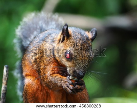 Squirrel with a red eye