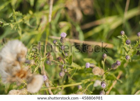 Fluffy buds blooming wildflower. - Stock image