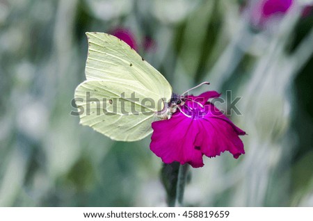 Butterfly on a fragrant tobacco