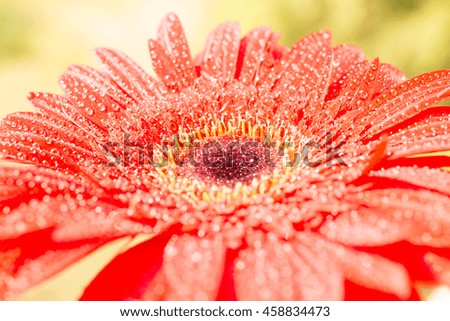  red gerber flower in garden ,nature ,amazing ,sun, summer ,green, spring .fresh ,drops on petals ,long ,passion ,lovely ,big ,yellow ,middle ,outside ,natural