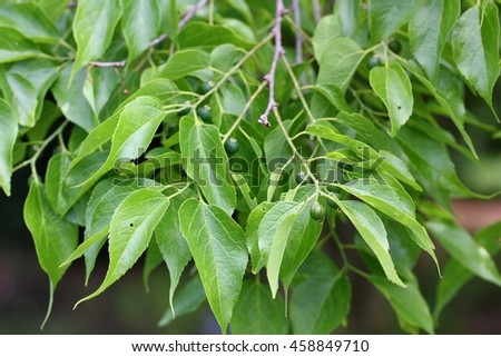 Celtis occidentalis, commonly known as the common hackberry, deciduous tree native to North America. Also known as the nettletree, sugarberry, beaverwood, northern hackberry, and American hackberry Royalty-Free Stock Photo #458849710