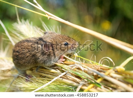 Common vole in the corn Royalty-Free Stock Photo #458853217