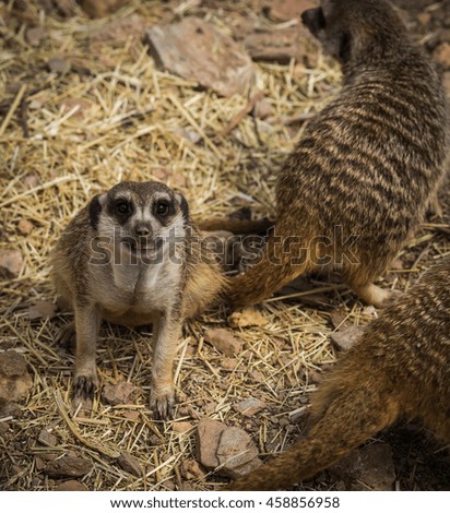 Portrait of little meerkat sitting on a grass, Greece