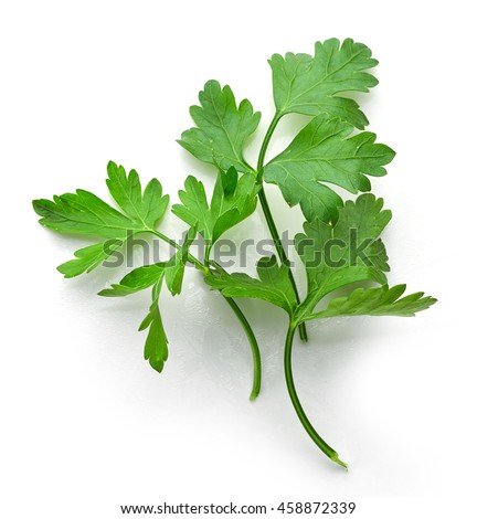 fresh green parsley leaves isolated on white background, top view Royalty-Free Stock Photo #458872339