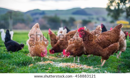 Chickens at feeding time Royalty-Free Stock Photo #458883121