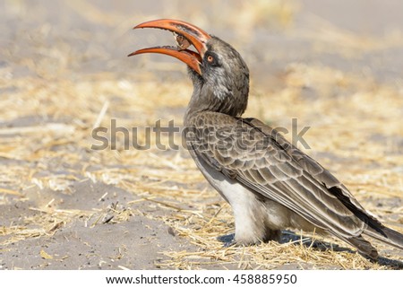 Hornbill in KrugerNationalPark,Botswana,South Africa