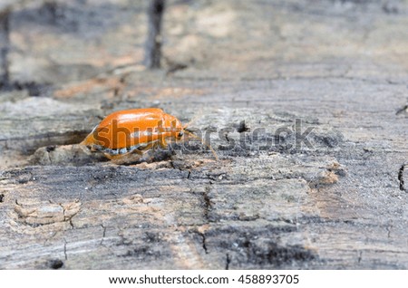 Orange  beetle on wood.