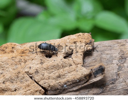 Black beetle on wood and green blur background.