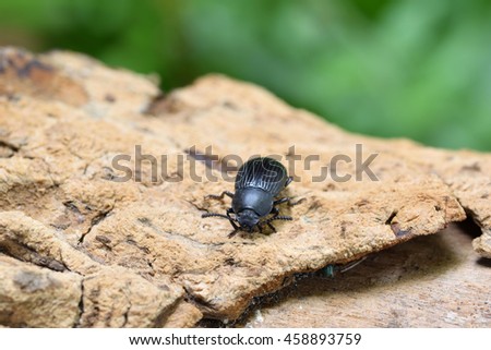 Black beetle on wood and green blur background.