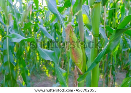selective focus picture of corns on the cob in corn field. 